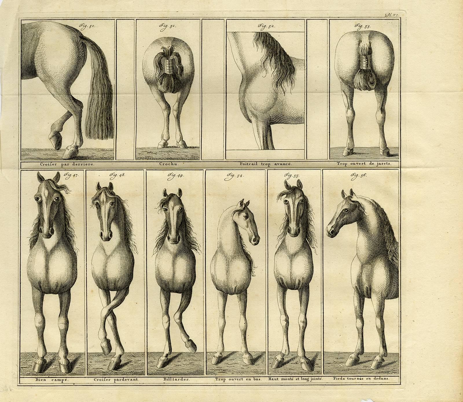 Set of 9. Untitled - Arabian horse named Favori. For Sale 2