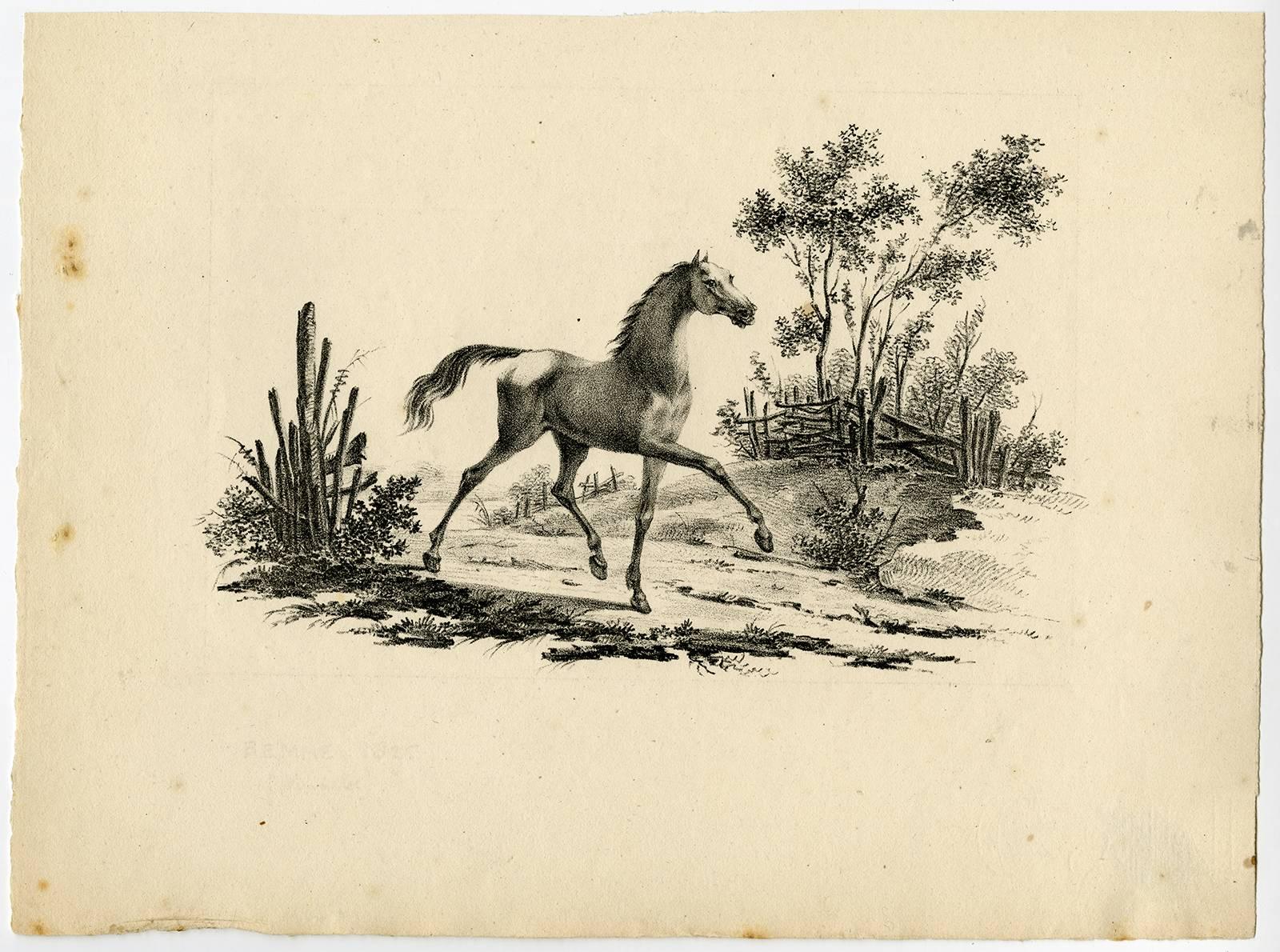 Etude de Cheveaux inventee & lithographie par Vinkeles et Bemme, Rotterdam 1825. - Print by Johannes Adriaansz Bemme