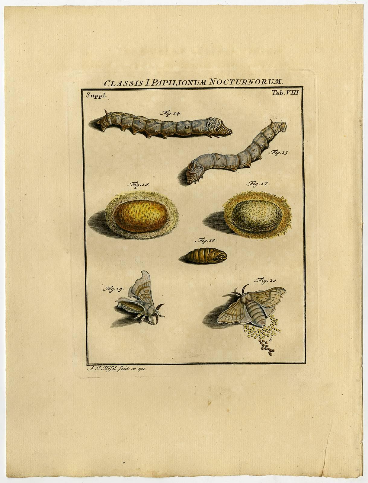 3 Antique prints, titled Classis I.  - Print by August Johann Rösel von Rosenhof