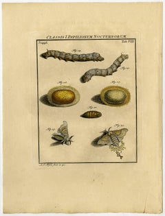 3 Antique prints, titled Classis I.