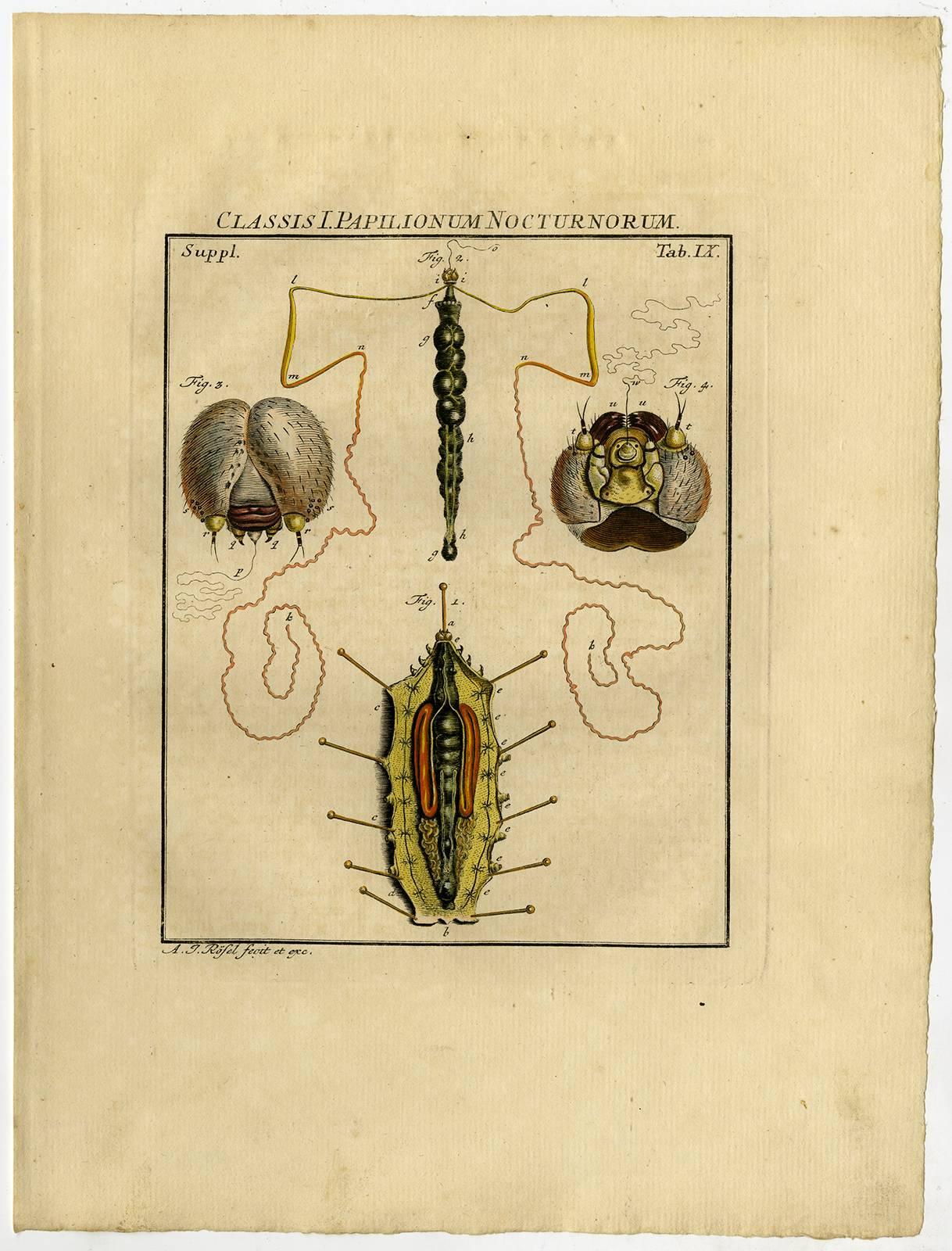 3 Antique prints, titled Classis I.  - Beige Animal Print by August Johann Rösel von Rosenhof