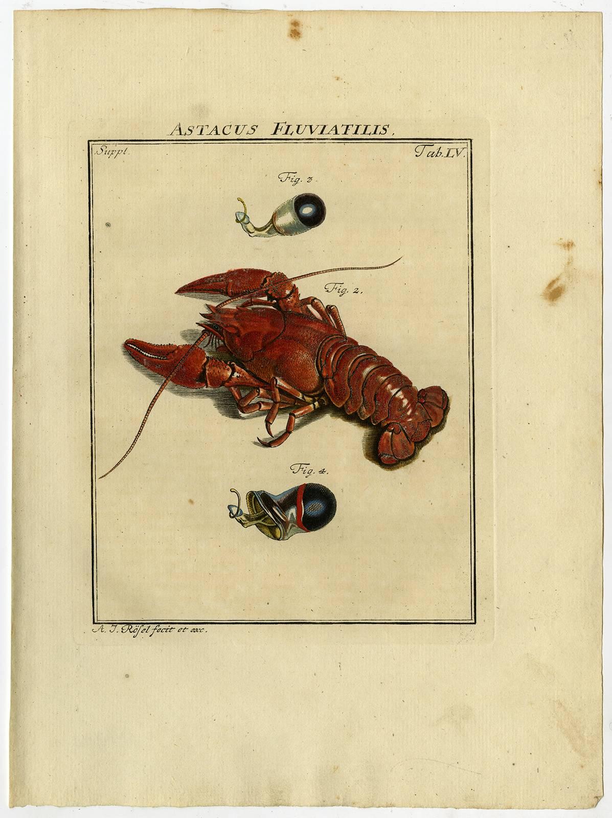 Astacus Fluviatilis. Tab. LIV-LXI. - Print by August Johann Rösel von Rosenhof