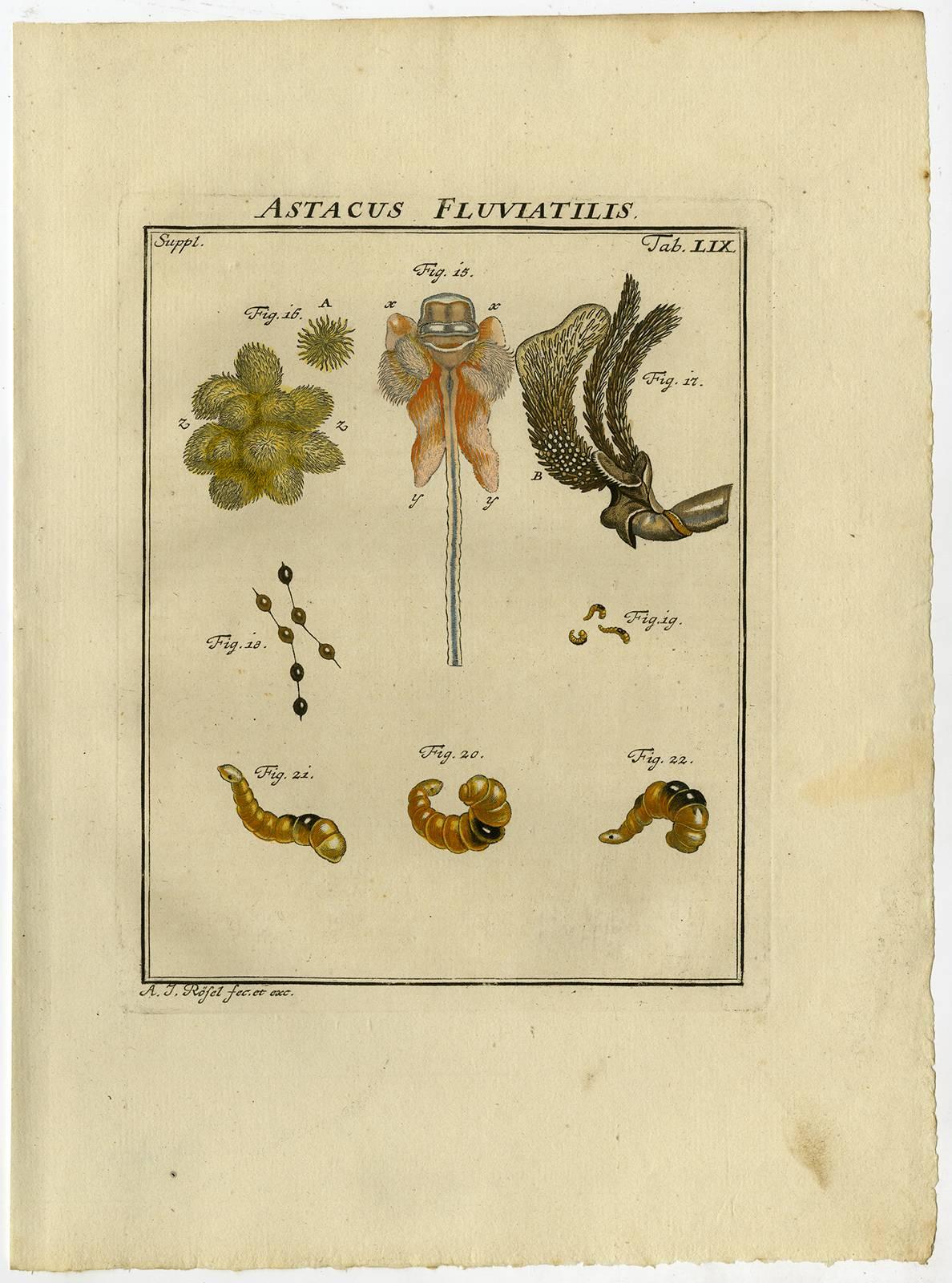 Astacus Fluviatilis. Tab. LIV-LXI. - Beige Animal Print by August Johann Rösel von Rosenhof