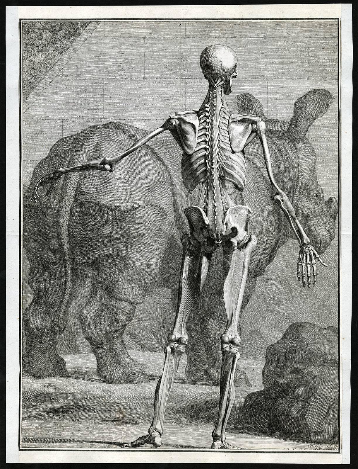 Jan Wandelaar Print -  Untitled - The bones of the back of a male figure.