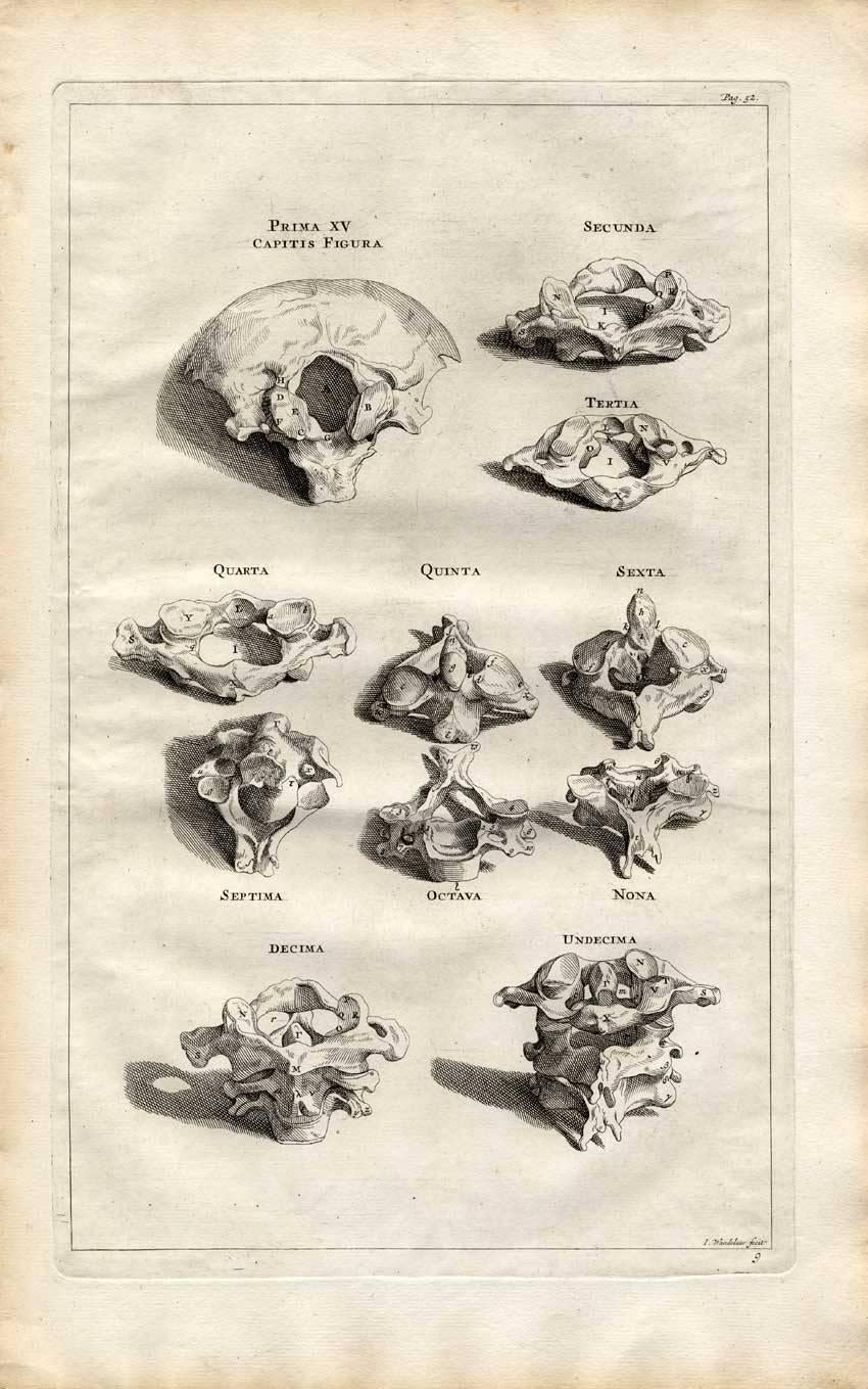Backbone, spinal column, columna vertebralis, spina dorsi. - Print by Jan Wandelaar