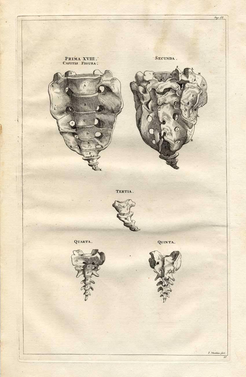 column vertebralis