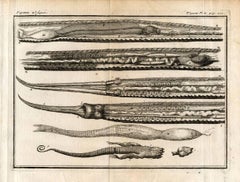 Set of 4 Engravings: 'Vipere'. (Viper): These plates show a Viper with skeleton.