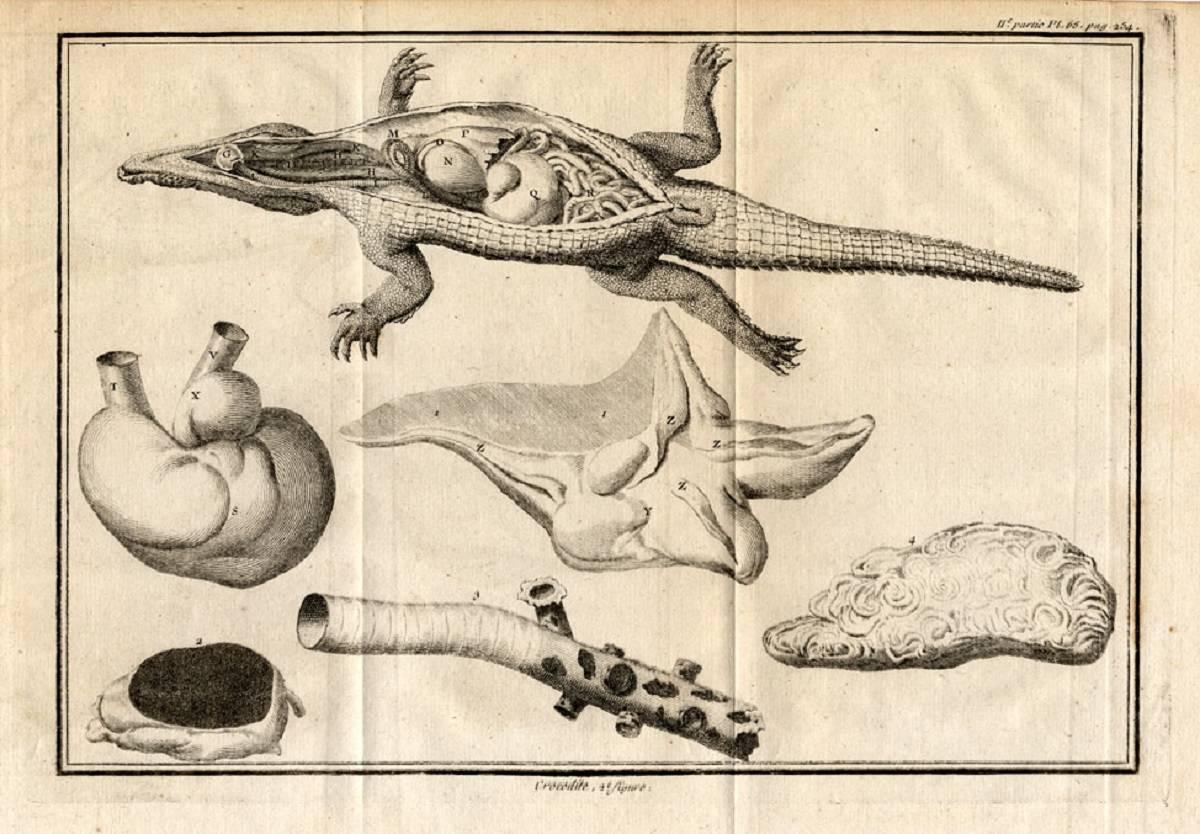 Set of 4 engravings: Crocodile [...]. - Print by Claude Duflos