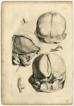 T.5-9.'' - Tab. 5-9: These anatomy plates shows the braincase and [...].