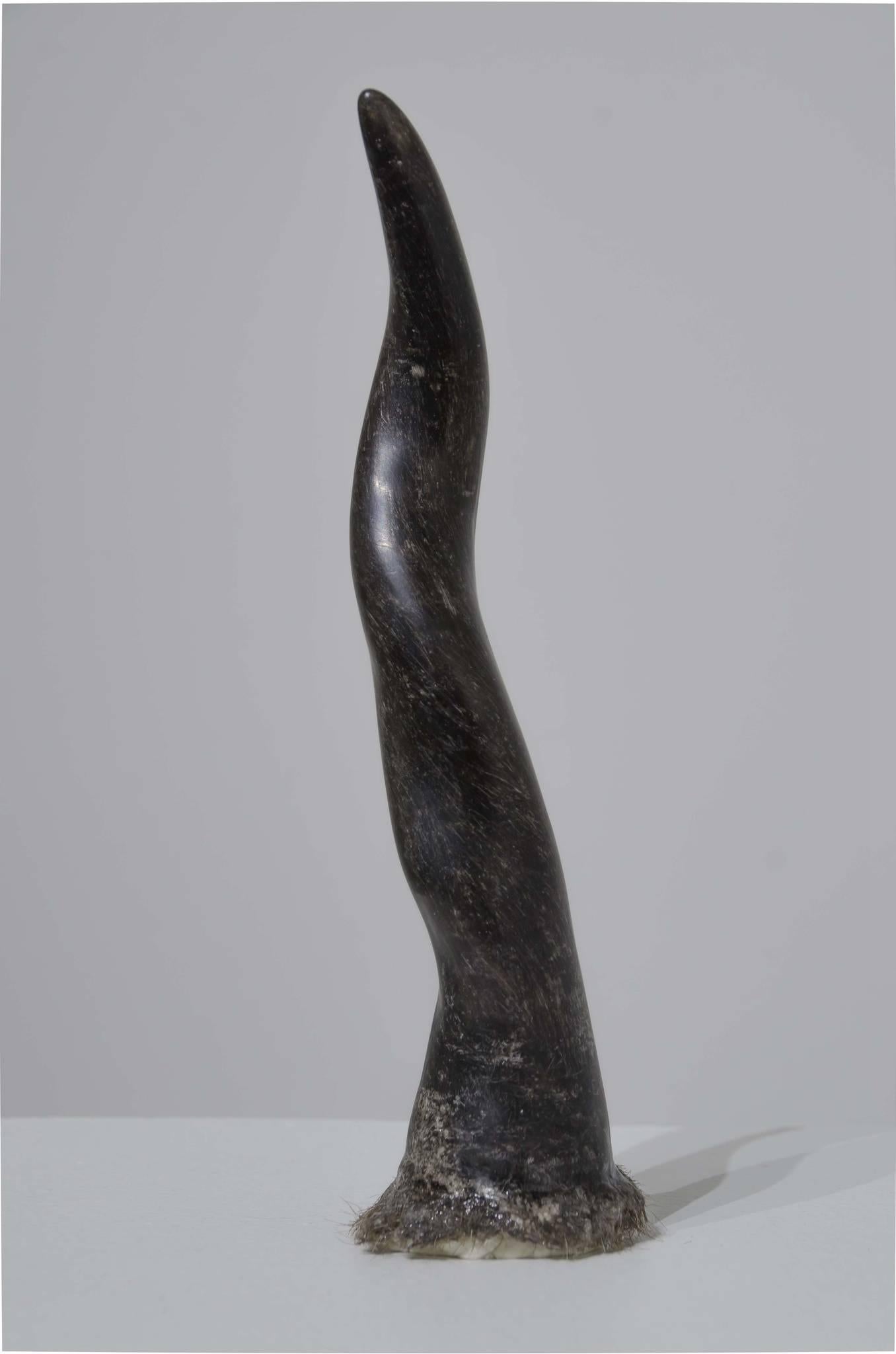 Tim Hawkinson Figurative Sculpture - Horn