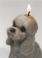 Candle/Dog