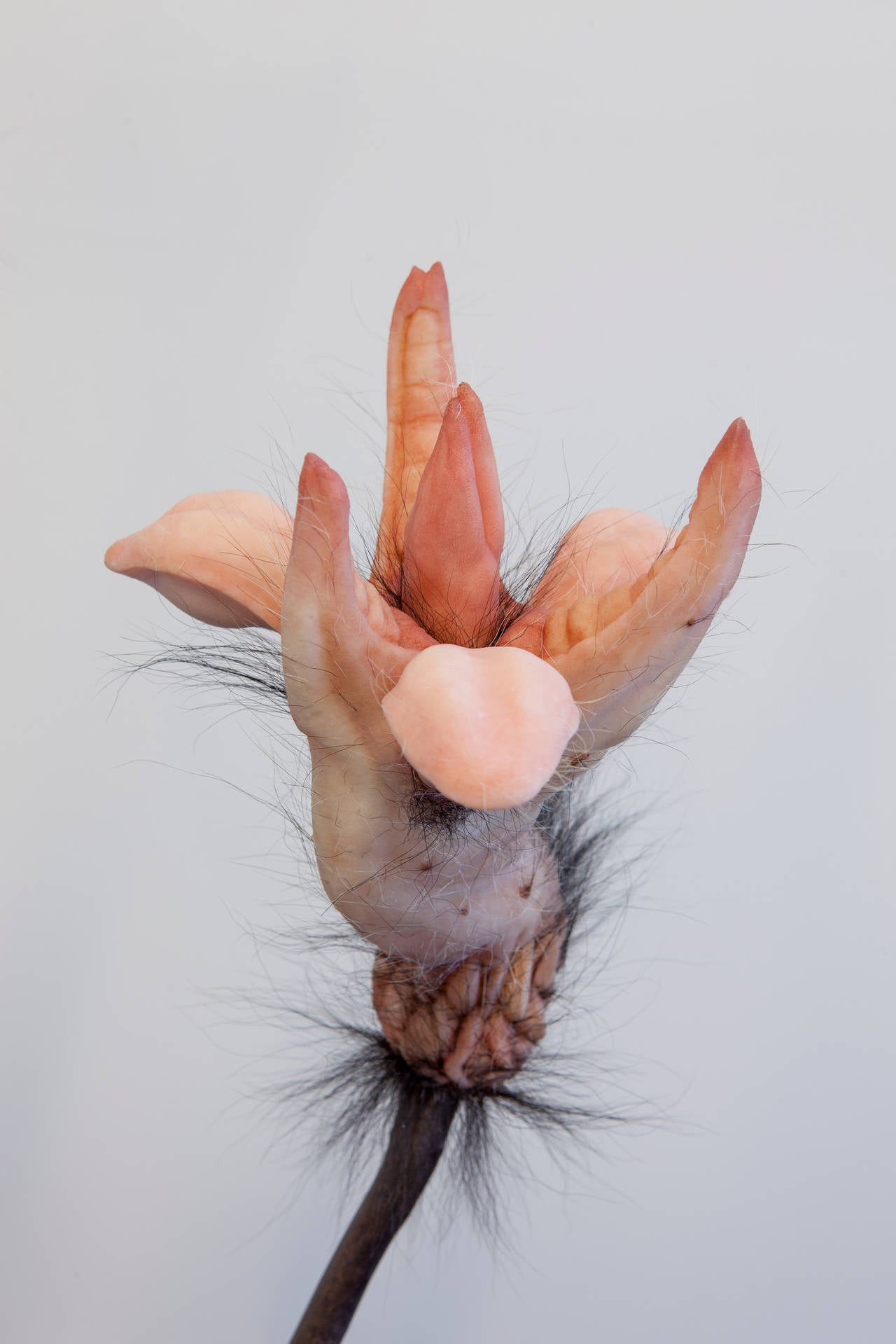 Metaflora (Twin Rivers Mouth) - Contemporary Sculpture by Patricia Piccinini