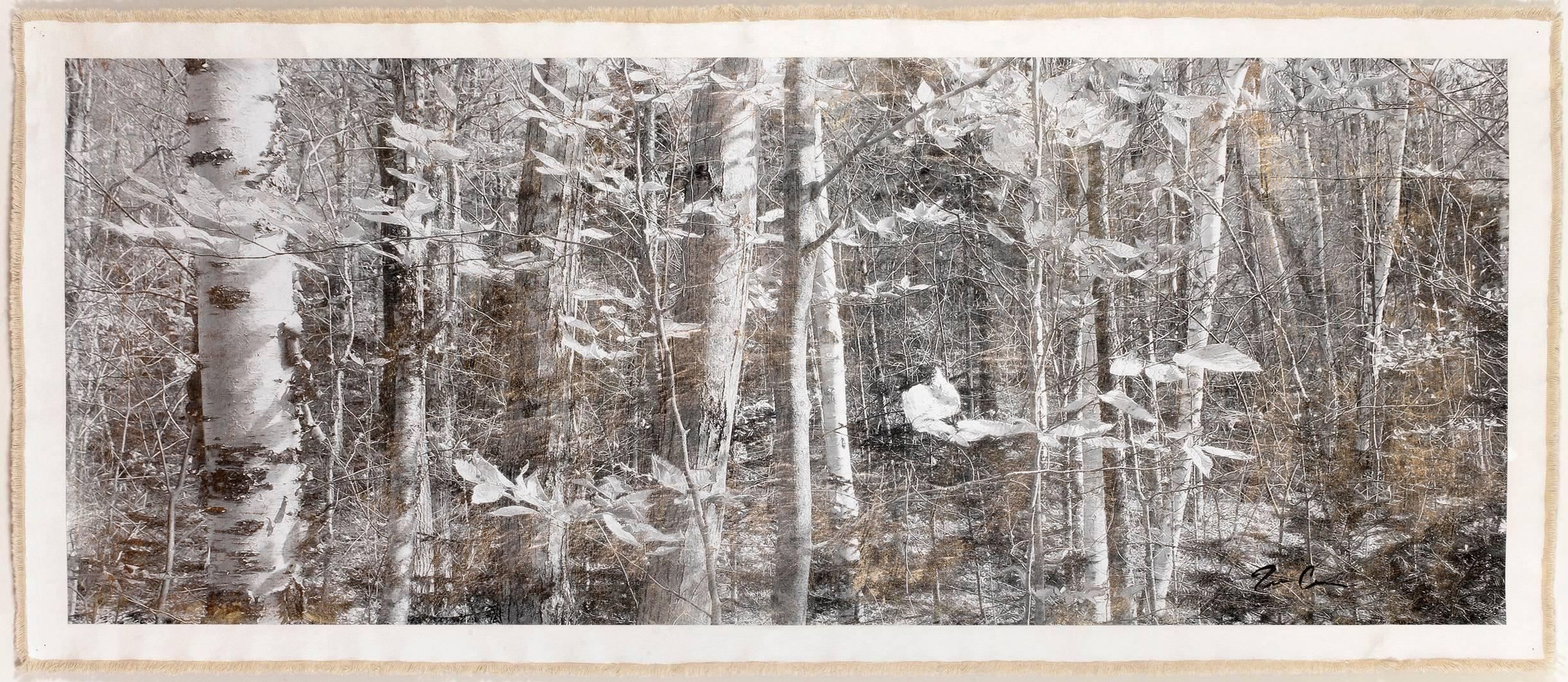 Bill Claps Landscape Photograph - Birch Forest, Mt. Hale