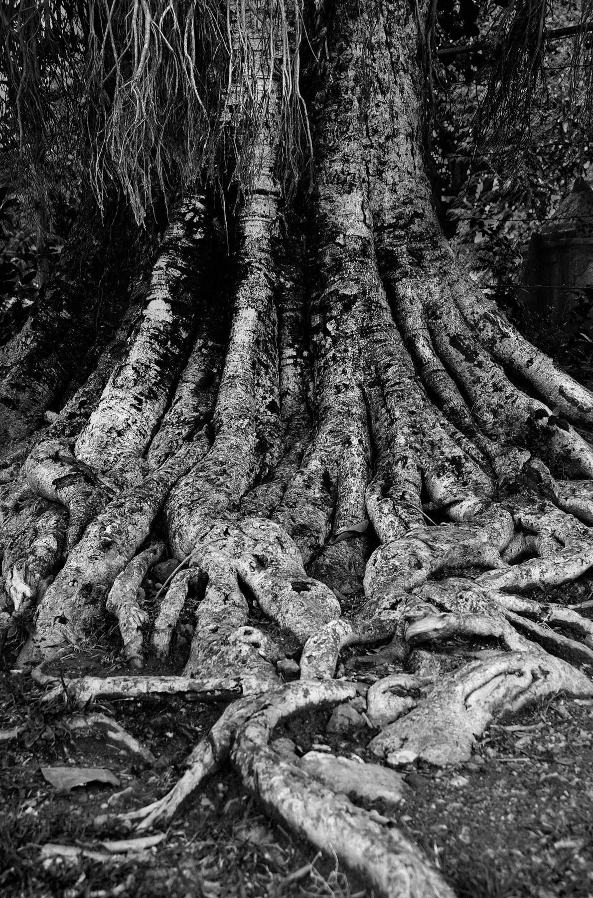 Mohan L. Mazumder Black and White Photograph - Blessing for the Trees, Black & White Photography by Indian Artist "In Stock"