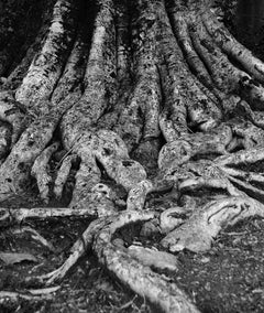 Benedizione per gli alberi, fotografia in bianco e nero dell'artista indiano "In magazzino"