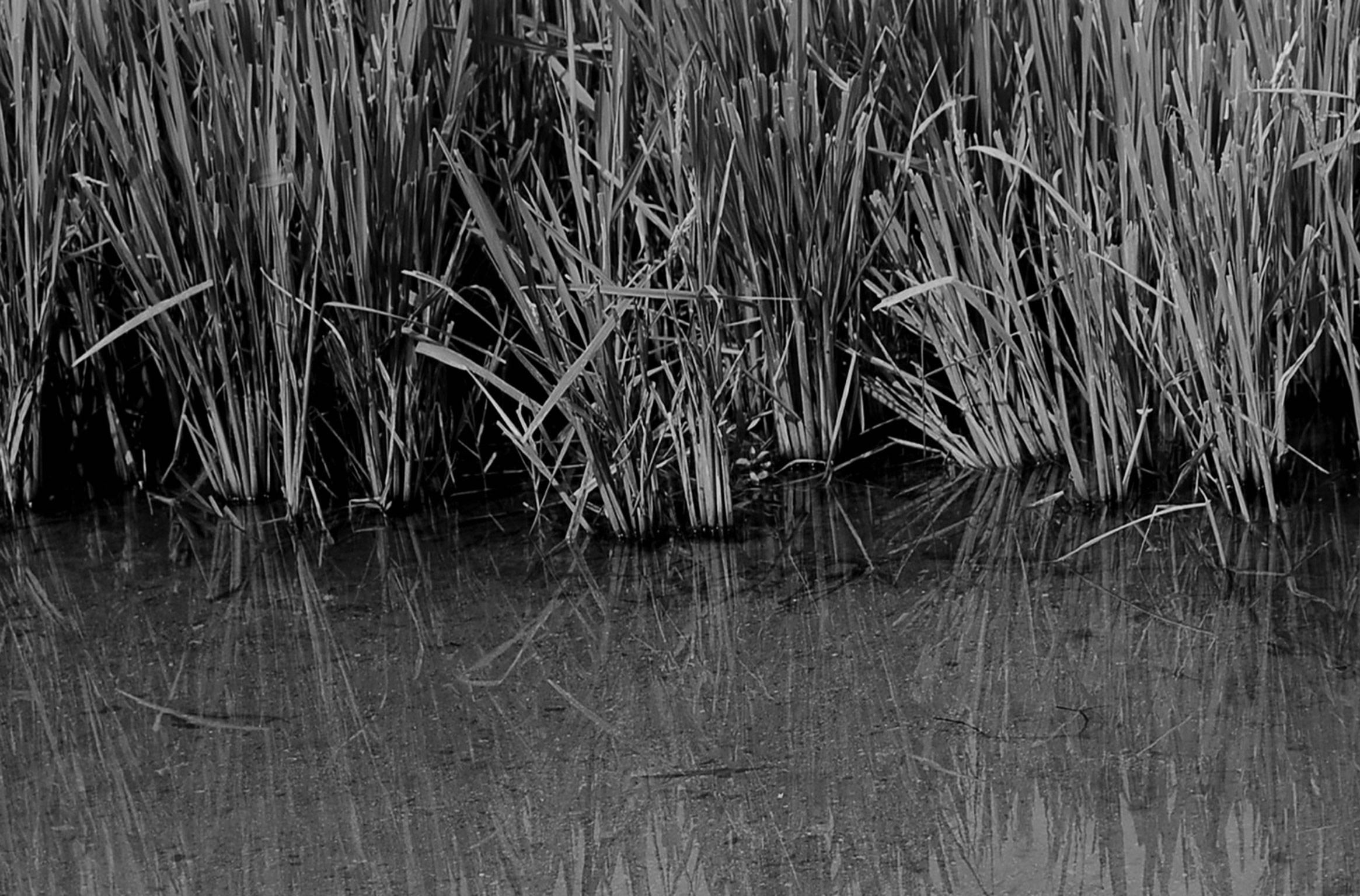 Photographie rurale, ustensiles, noir et blanc de l'artiste contemporain « en stock » en vente 1
