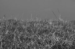 Photographie de paysage, champ, en noir et blanc de l'artiste indien « en stock »