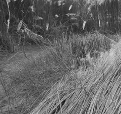 Fotografía Rural, Kans Grass, Shantiniketan, Negro, Blanco, Arte Indio "En Stock"