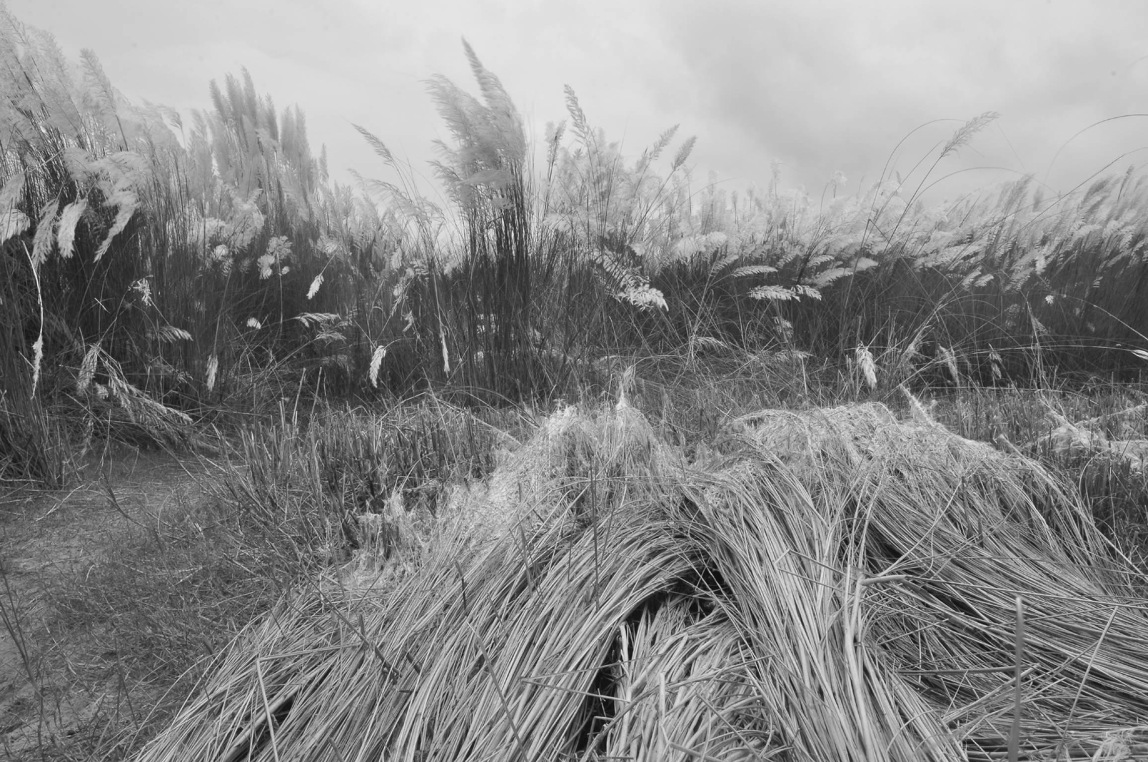 Mohan L. Mazumder Landscape Photograph - Rural Photography, Kans Grass, Shantiniketan, Black, White, Indian Art"In Stock"