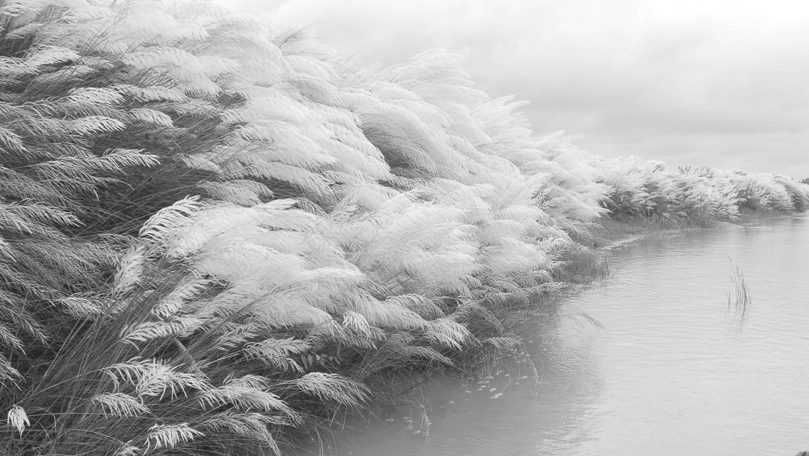 River Side Photography, Kans Grass, Boat, Black, White by Indian Artist