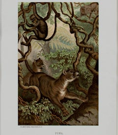 "Puma, " an Original Color Chromolithograph by Louis Prang