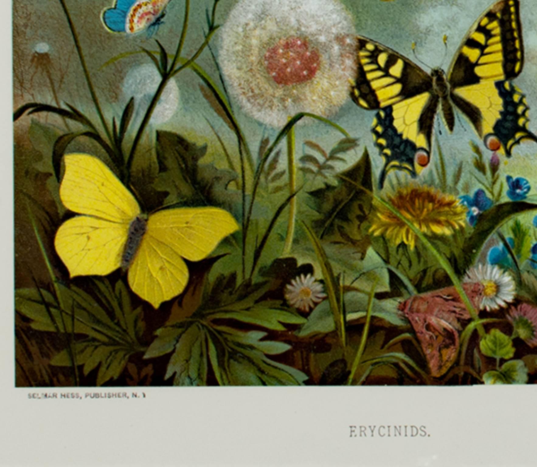Lithographie en couleurs du 19e siècle papillons fleurs nature arbres scène signée - Print de Louis Prang