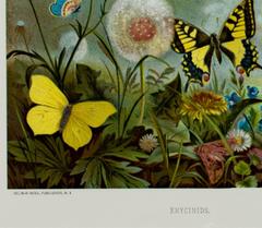 19th century color lithograph butterflies flowers nature trees scene signed