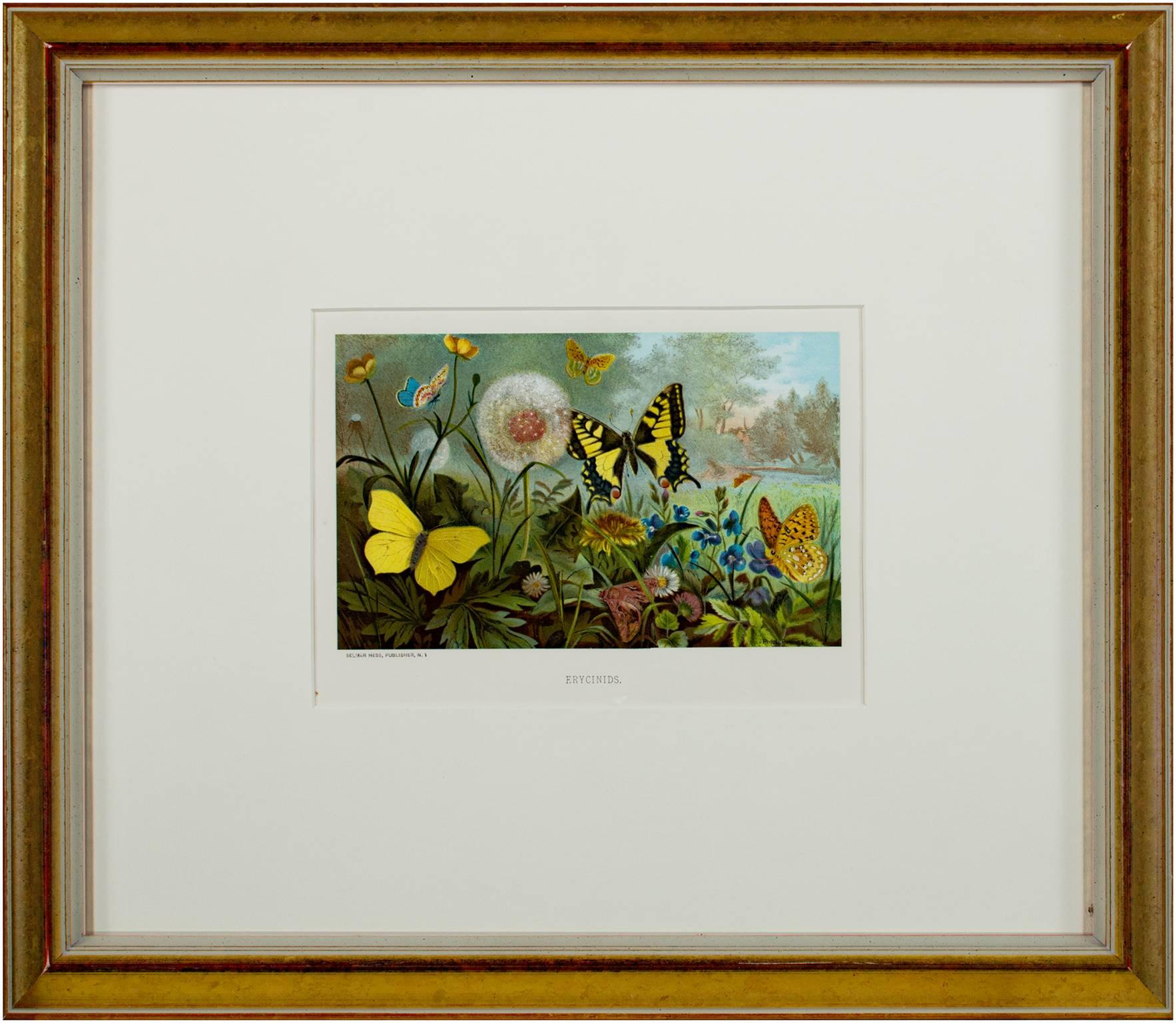 Lithographie en couleurs du 19e siècle papillons fleurs nature arbres scène signée - Beige Animal Print par Louis Prang