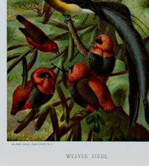 19th century color lithograph birds nature tree leaves nature scene signed