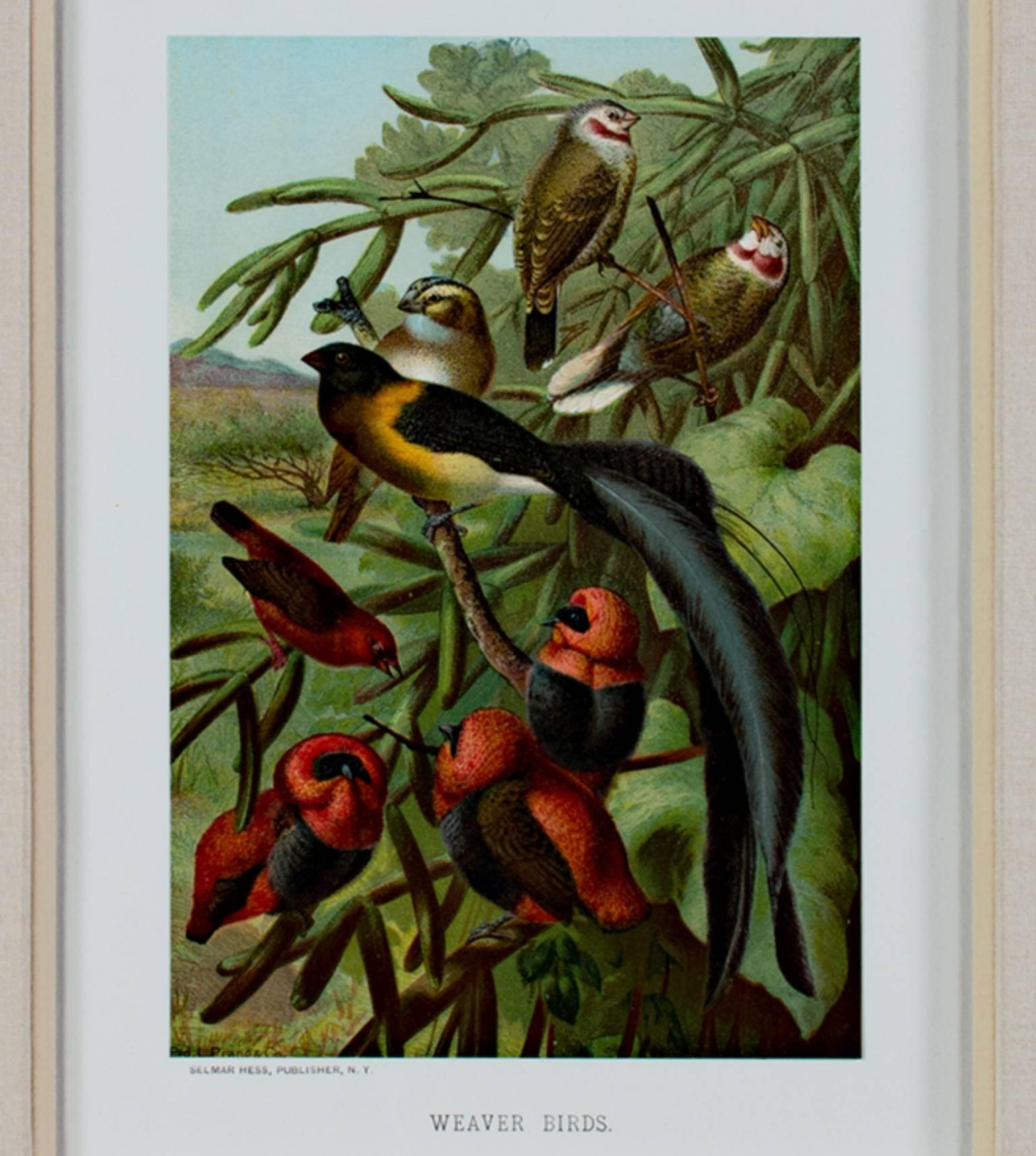 "Weaver Birds, " Original Color Lithograph by Louis Prang