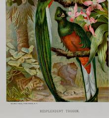 19th century color lithograph birds nature tree flowers animals forest signed