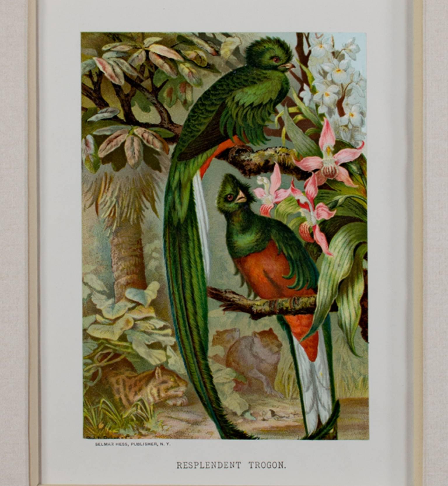 Louis Prang Animal Print - 19th century color lithograph birds nature tree flowers animals forest signed