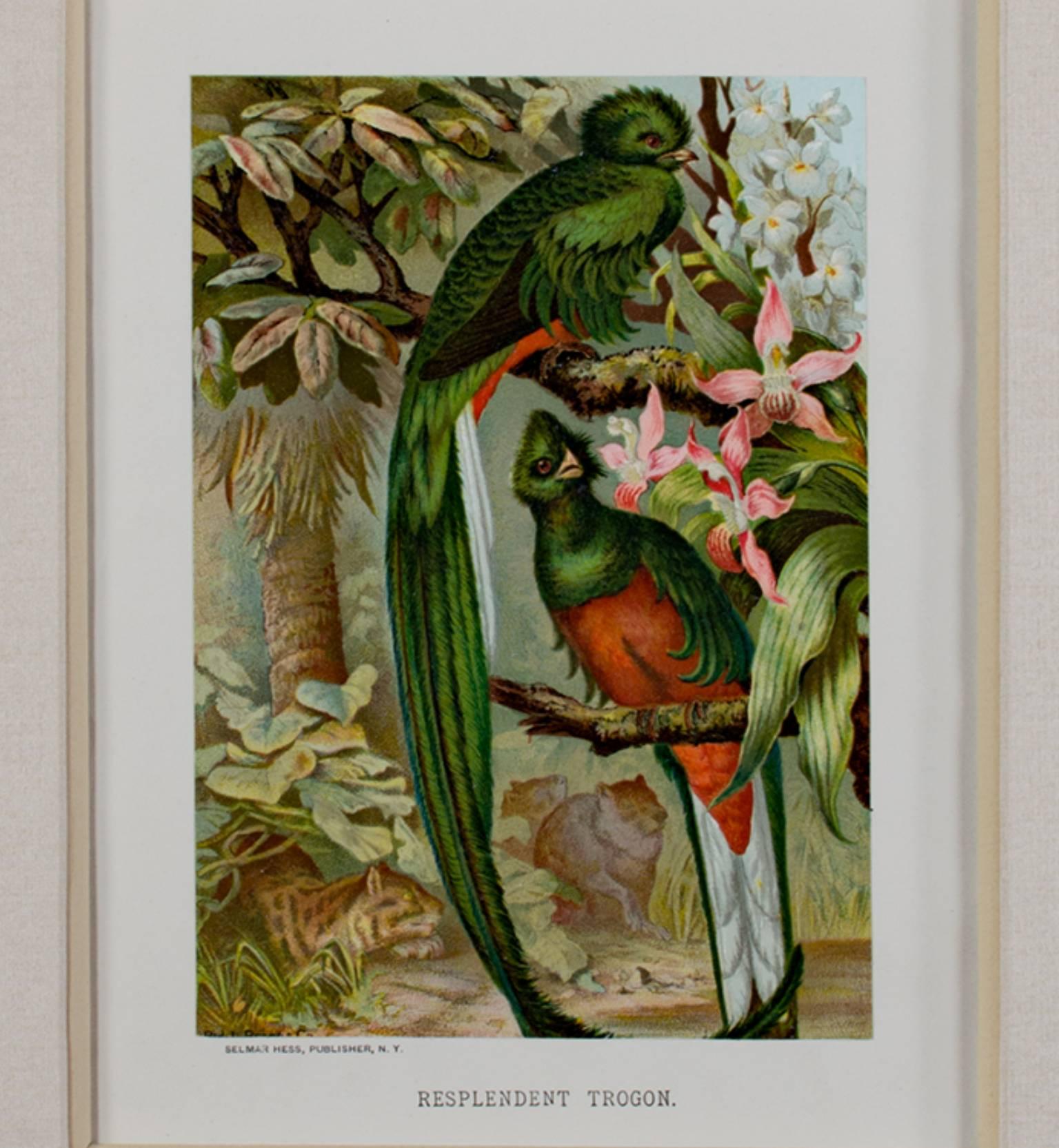 "Resplendent Trogon, " Original Color Lithograph by Louis Prang