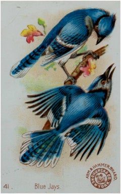 Blue Jays from Beautiful Birds Series #41 (Arm & Hammer Brand-Church & Co., NY)