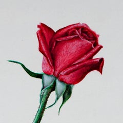 "Rosa Ignea IV (Red Rose), " Oil on Canvas Still Life signed by Maria Colombier