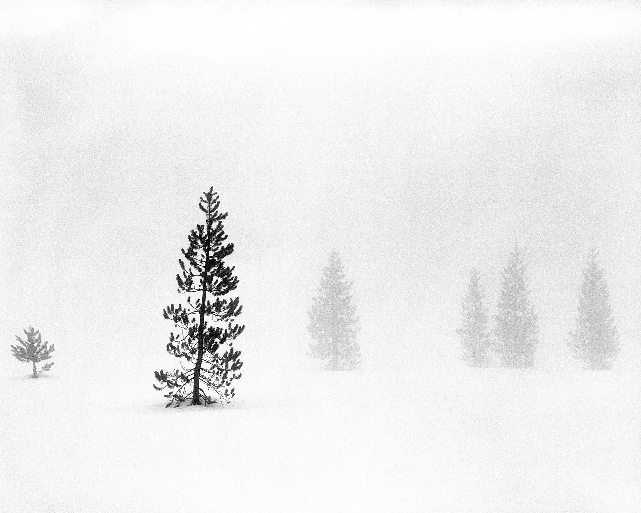 Colin McRae Black and White Photograph - Trees in Fog II