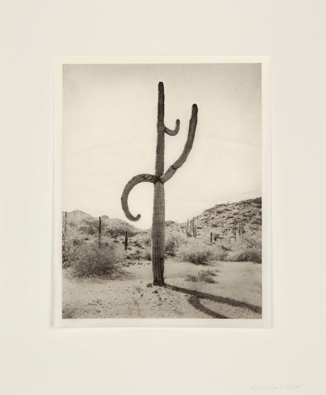 Saguaro Diptych: 5 16-1 and 5 16-4 - Print by Mark Klett