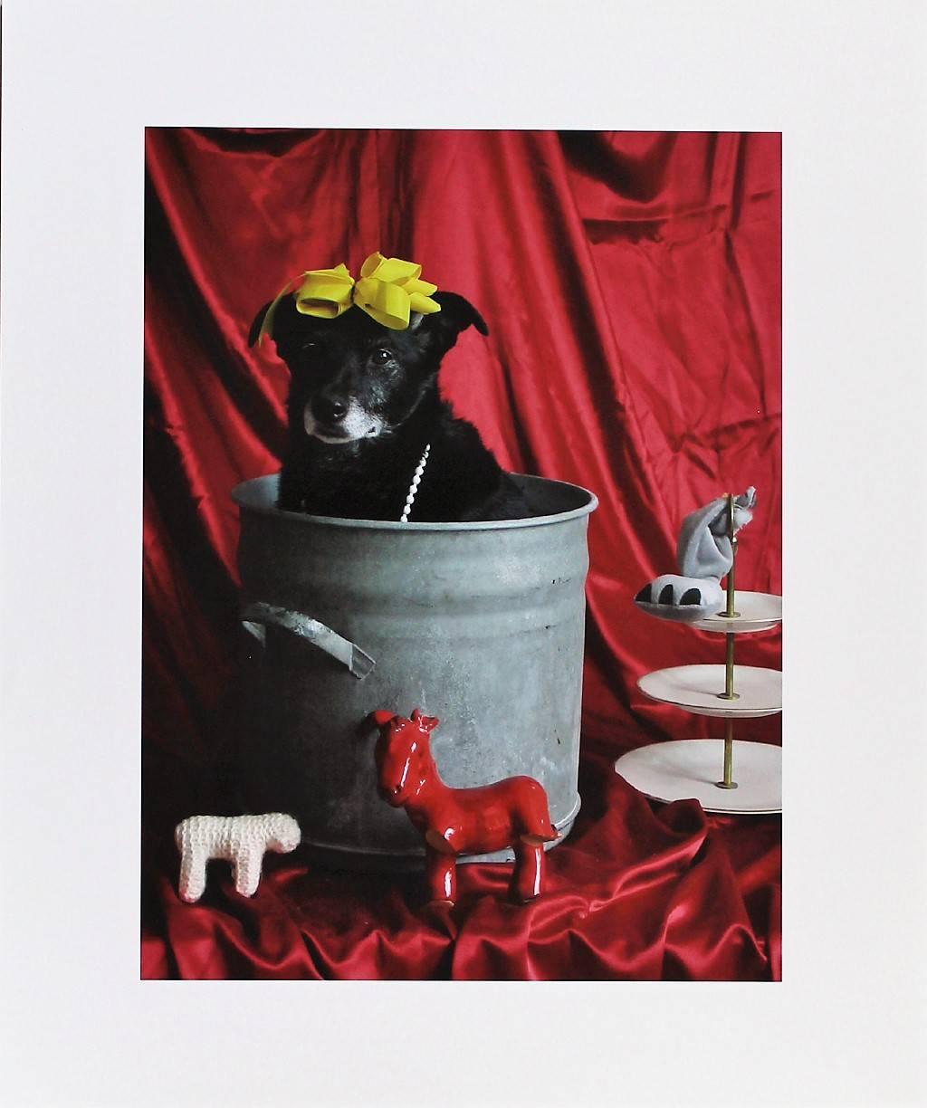 Thorsten Brinkmann Portrait Photograph - La Belle dü Topf - Ernie, Portraits of a Studiodog