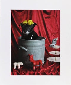 La Belle dü Topf - Ernie, Portraits of a Studiodog
