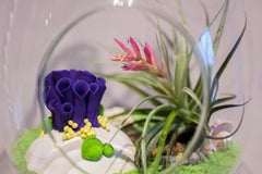 Anthozoa Terrarium (Purple)