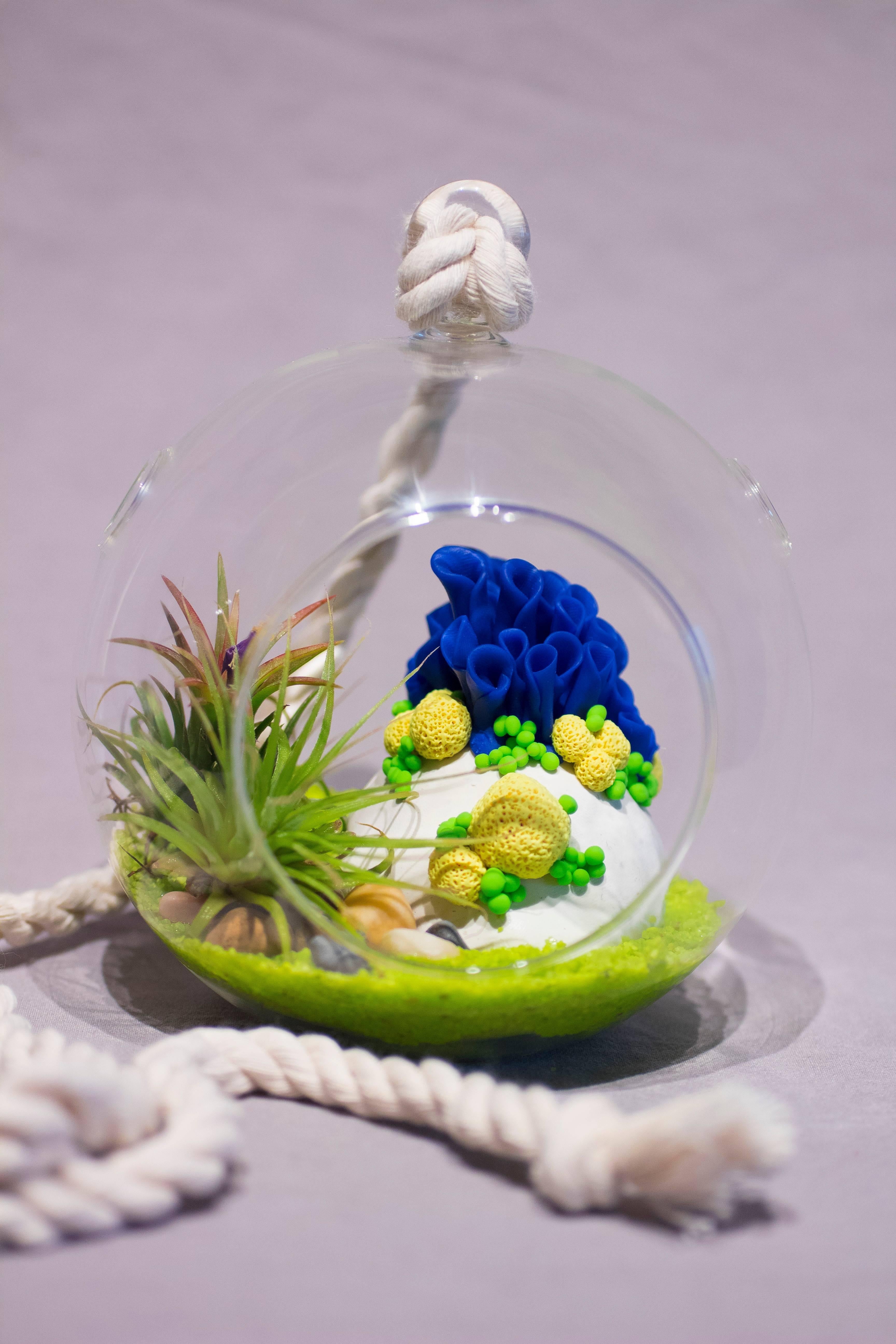 Anthozoa Terrarium (Azur) 2