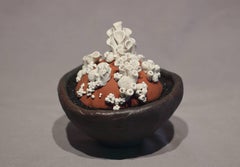 Anthozoa Blanca - Anthozoa