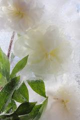 White Peonies, Backlit