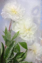 White Peonies