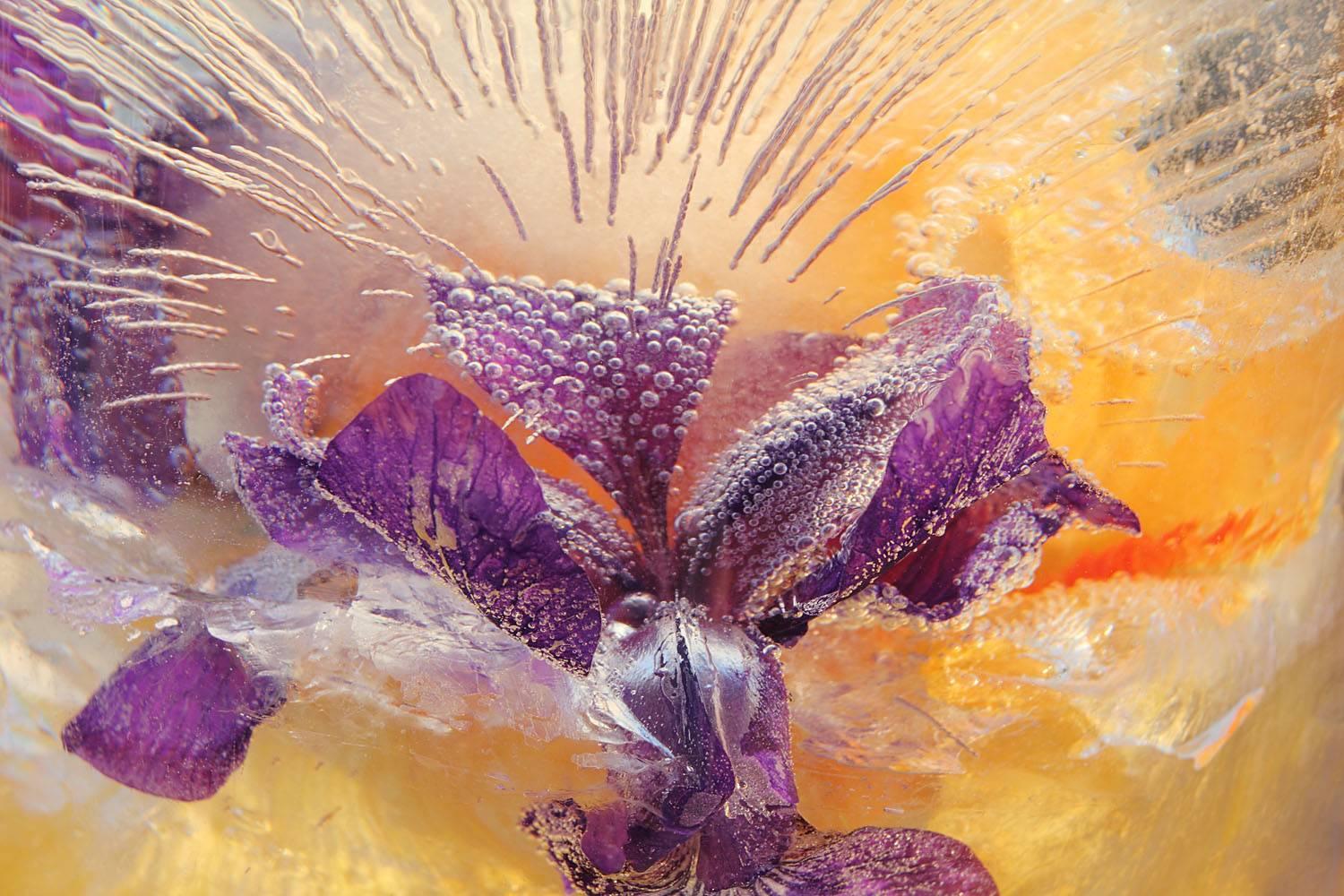 Mary Kocol Color Photograph - Bord Purple Iris and Sparkle Lines