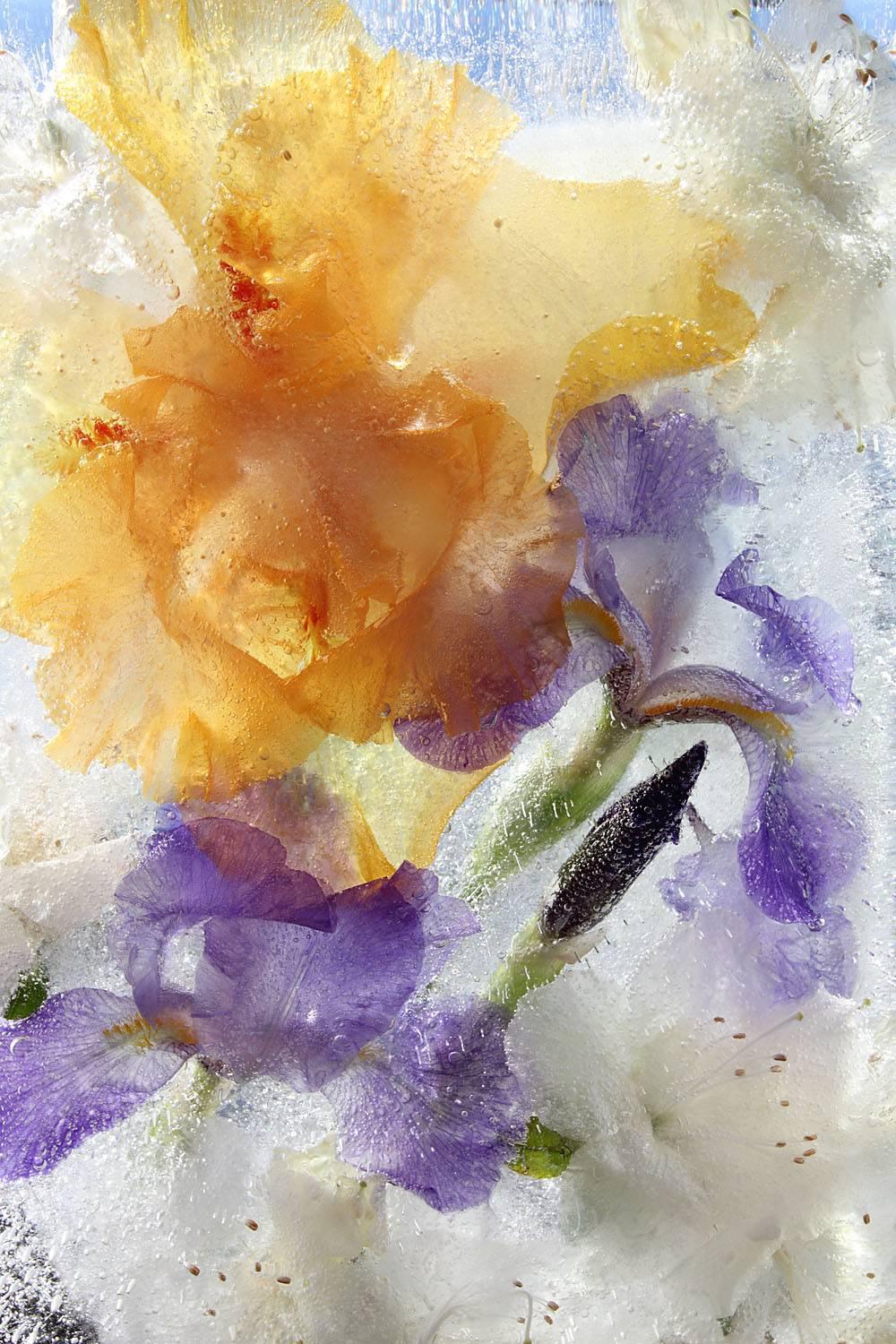 Mary Kocol Color Photograph - Mom's Irises June Plate, Backlit