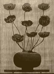 nine black poppies