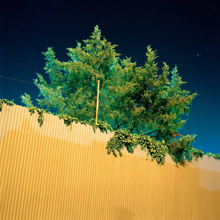 Miska Draskoczy Landscape Photograph - Fluorescent Tree