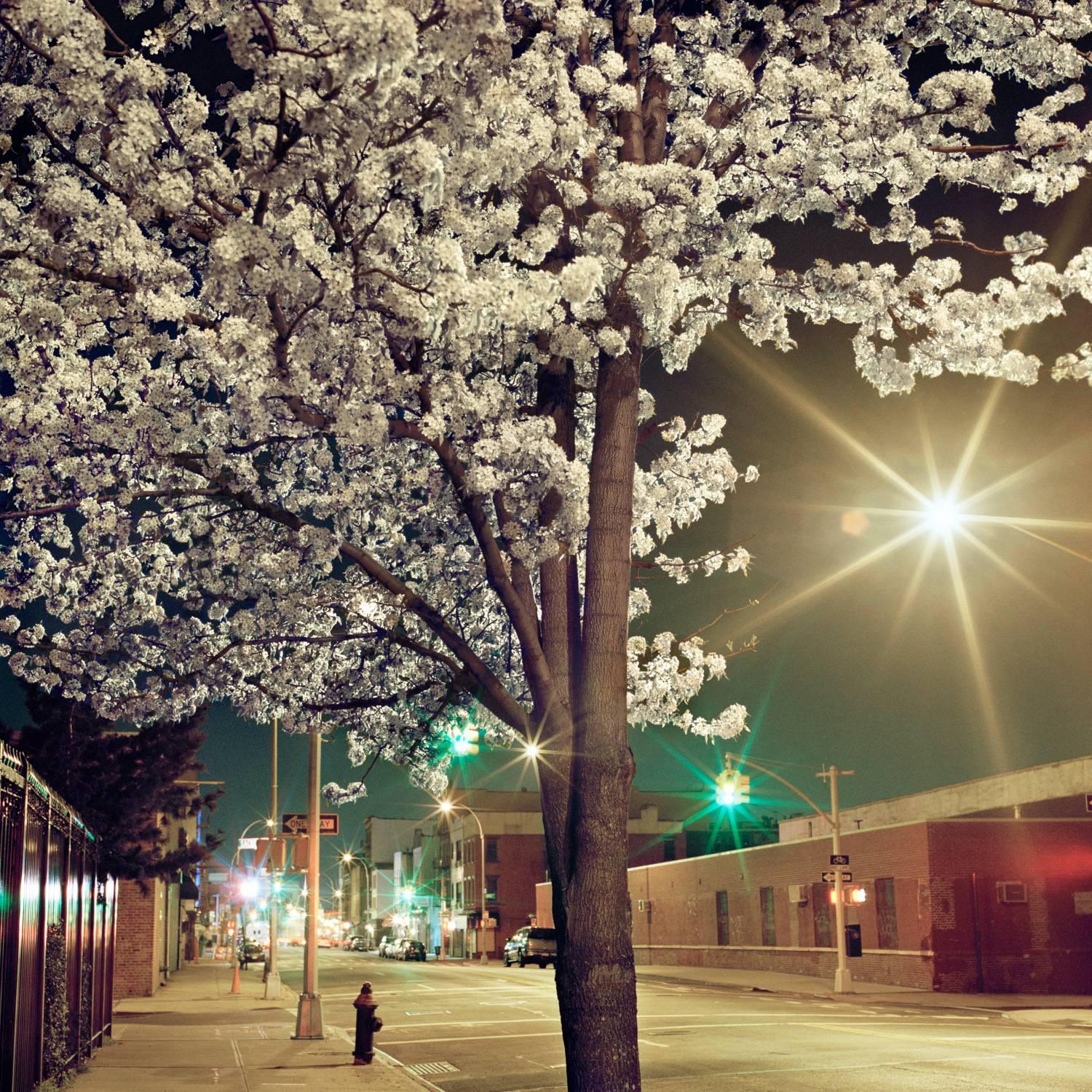 Miska Draskoczy Landscape Photograph - Night Blossoms