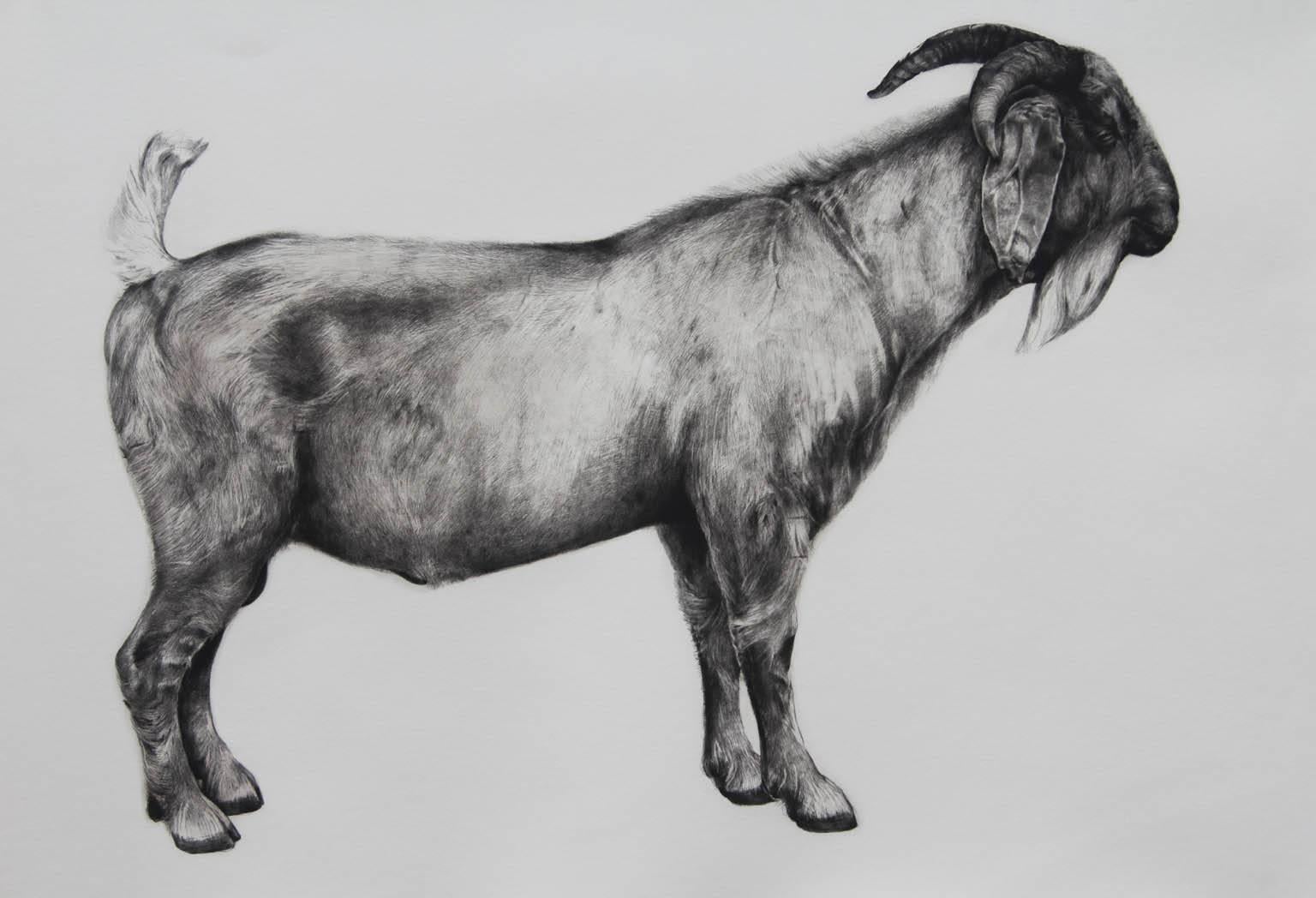Tammy Mackay Print – The Bearded One, black and white goat print, Animal Art, Limited edition print
